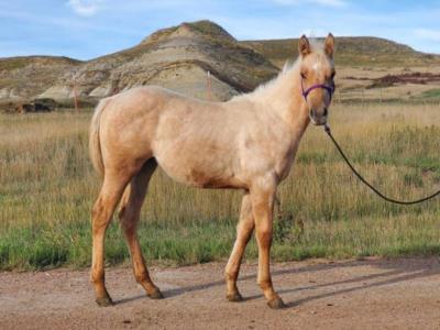 Platinum Topsail JW <BR>AQHA PENDING